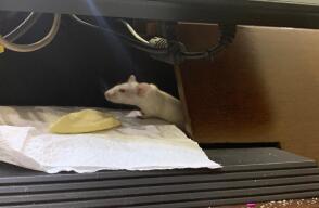 322050_BLU Radio, Raton en el Congreso / Foto: BLU Radio