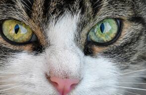 gato.jpg