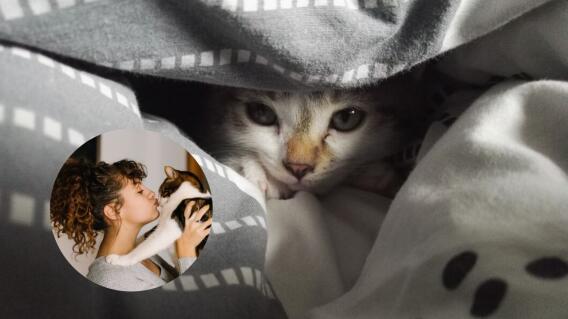 Gato triste Gato triste