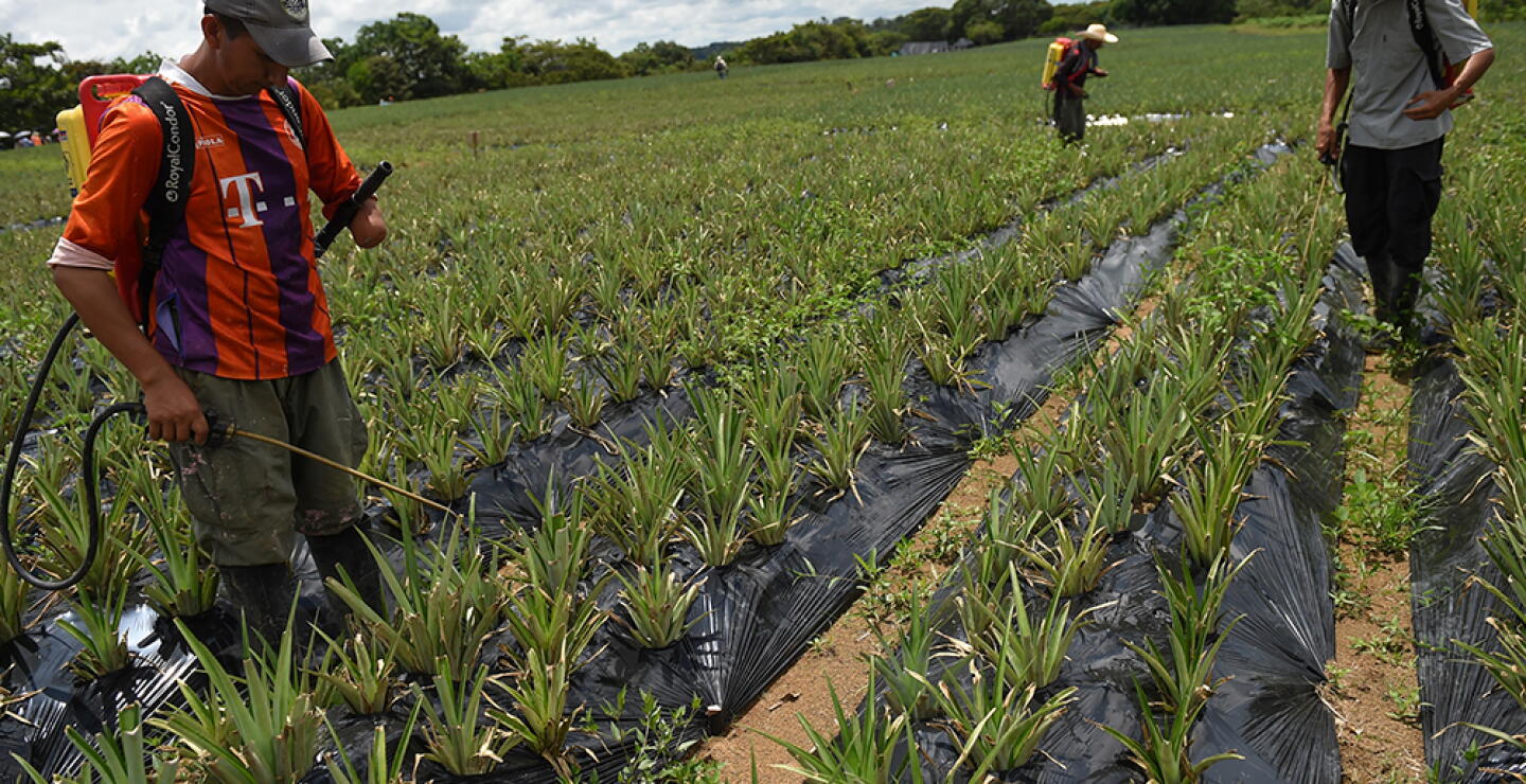 304075_BLU Radio. Tierras para Farc / Foto: AFP.