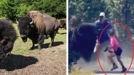 Enorme bisonte persigue a una pequeña niña en medio del bosque: todo quedó en video Enorme bisonte persigue a una pequeña niña en medio del bosque: todo quedó en video