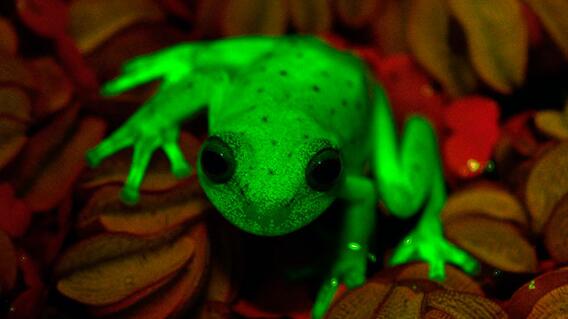 rana fluoro rana fluoro