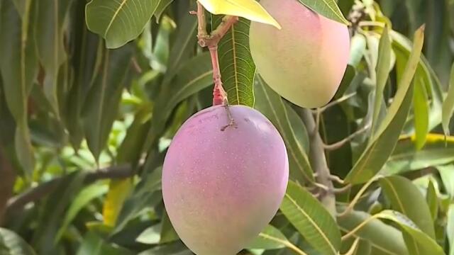 Estados Unidos dio luz verde a exportación de mango colombiano Estados Unidos dio luz verde a exportación de mango colombiano