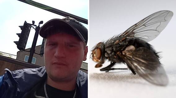 Joven agricultor murió tras ser picado por una mosca mientras estaba trabajando Joven agricultor murió tras ser picado por una mosca mientras estaba trabajando