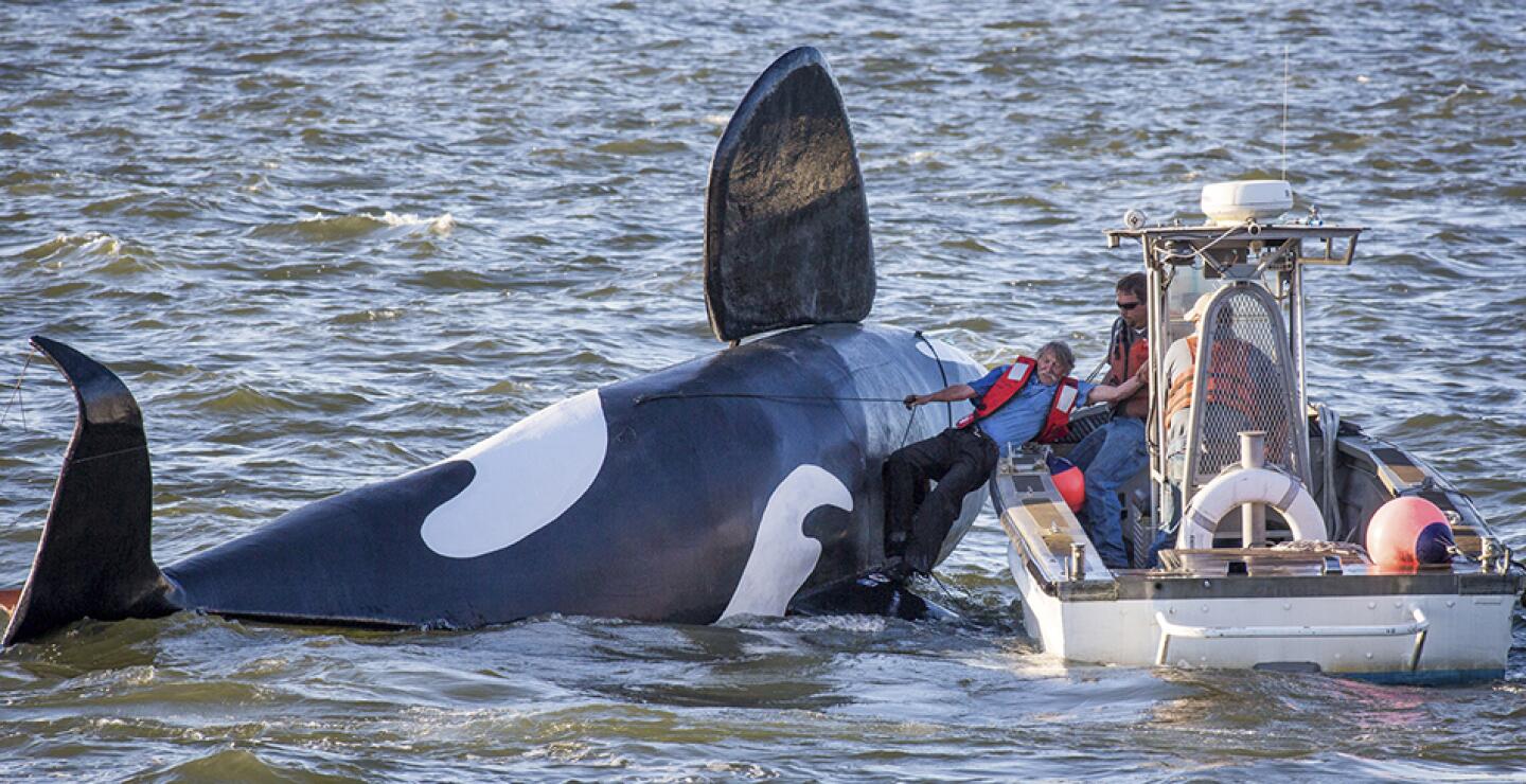 Los leones marinos se han convertido en una molestia tanto para Astoria como para los pescadores porque dañan los muelles, impiden que los marineros utilicen los embarcadores y se comen los salmones.