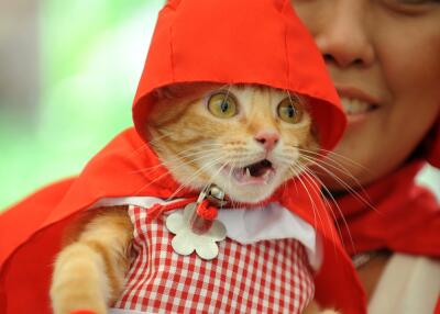 355848_BLU Radio. Gato // Foto: Referencia AFP