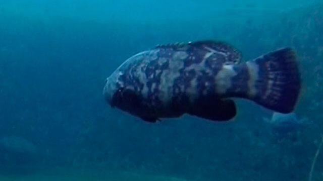 El pez mero se resiste a la extinción y combate a uno de sus principales enemigos, el pez león