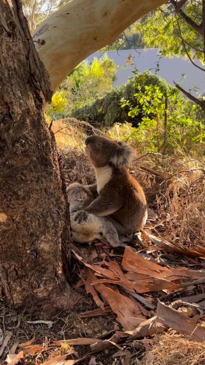 Koala es captado llorando la muerte de su pareja: desgarradoras imágenes