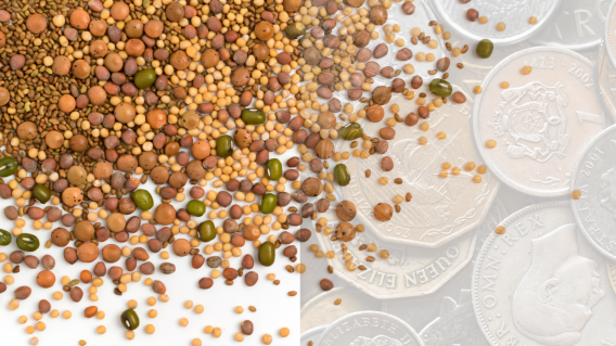 Si consume las lentejas el 1 de enero, se considera abundancia, buena suerte y fortuna a lo largo del Año Nuevo.