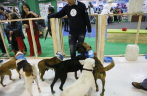 296375_BLU Radio. Expopet 2017 // Foto: @Corferias