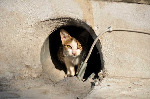 cats.jpg