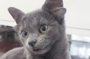 Gatita de cuatro orejas