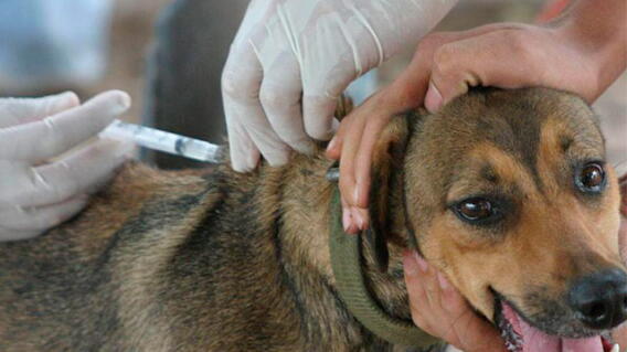 051115_vacunacion-perros.jpg