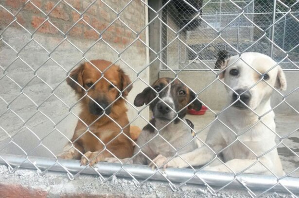 centro-de-animales-en-buga_0.jpg