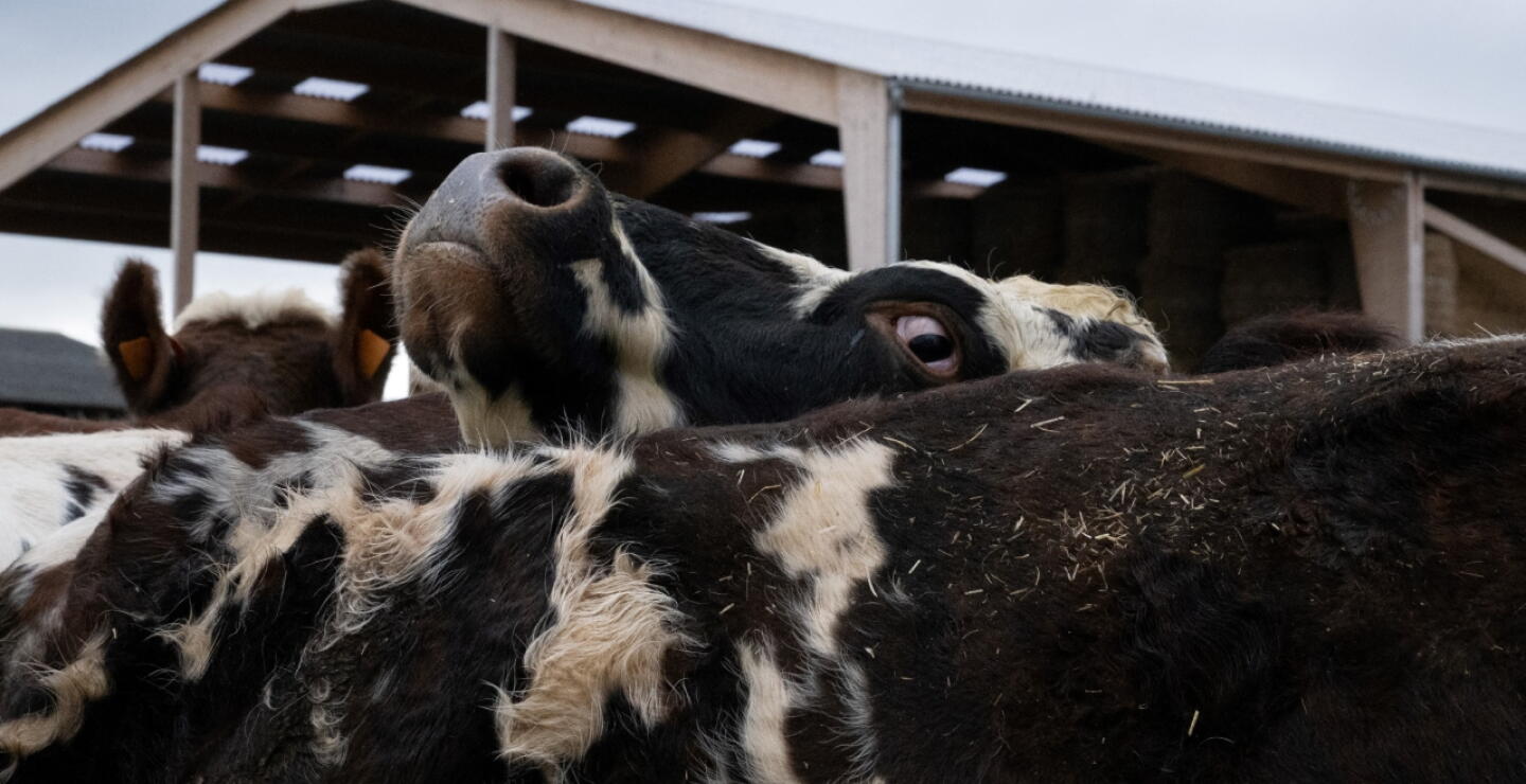Vaca
