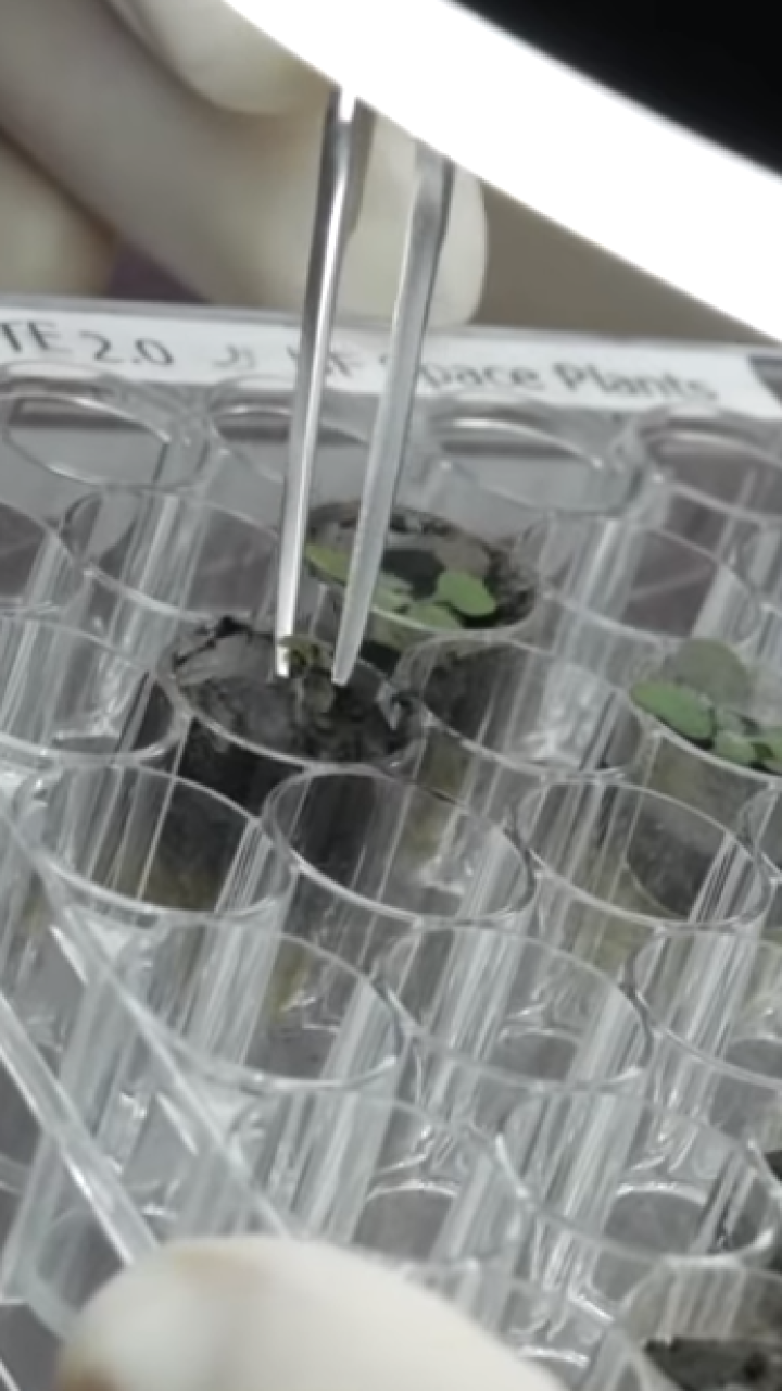 Científicos logran cultivar plantas en suelo lunar