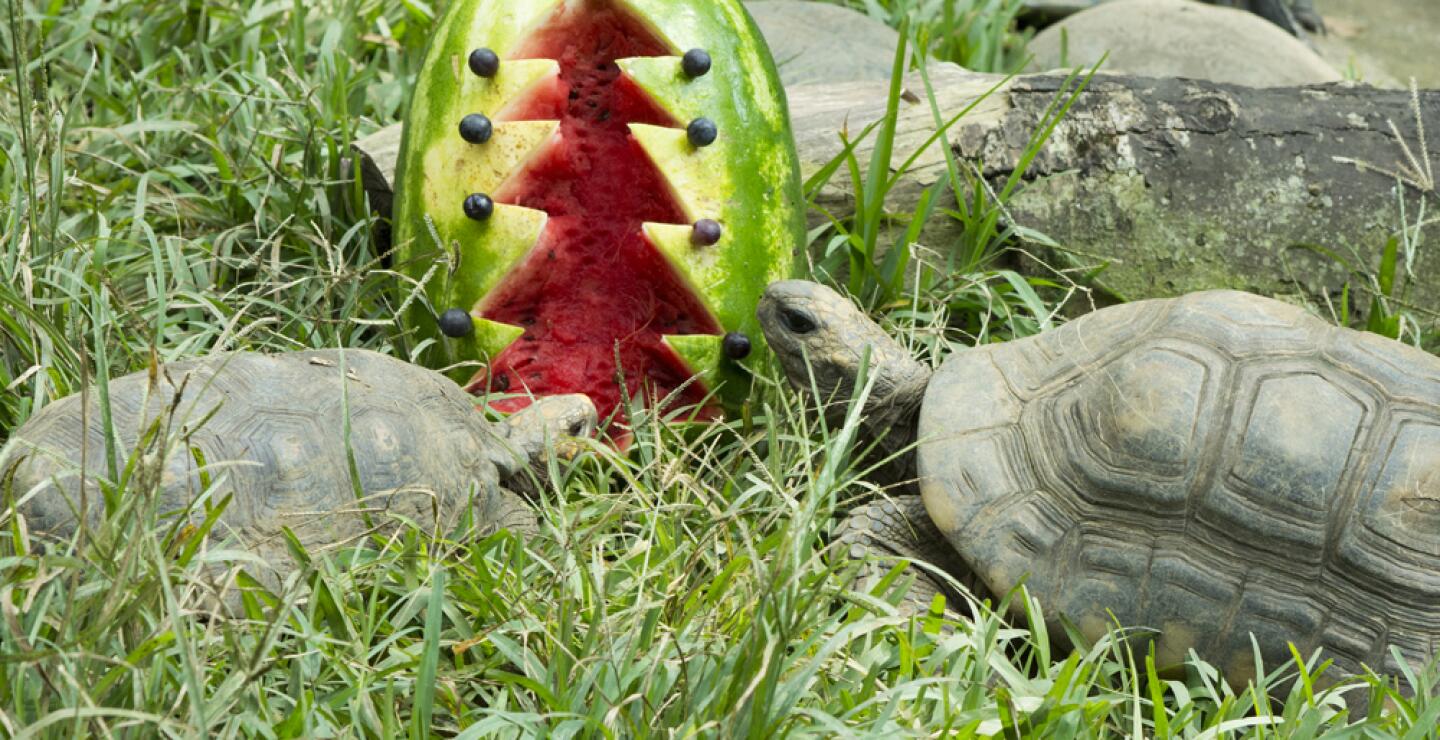 275576_Foto: Zoólogico de Cali
