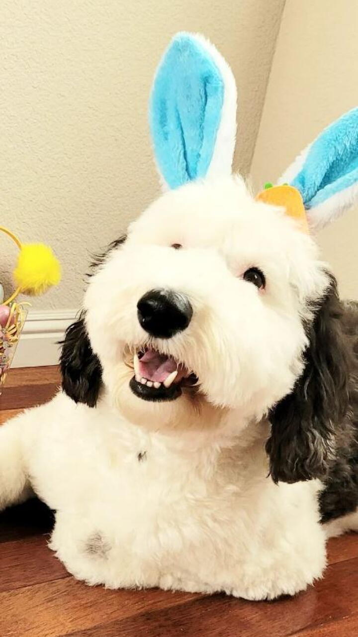 beagle que se parece a snoopy