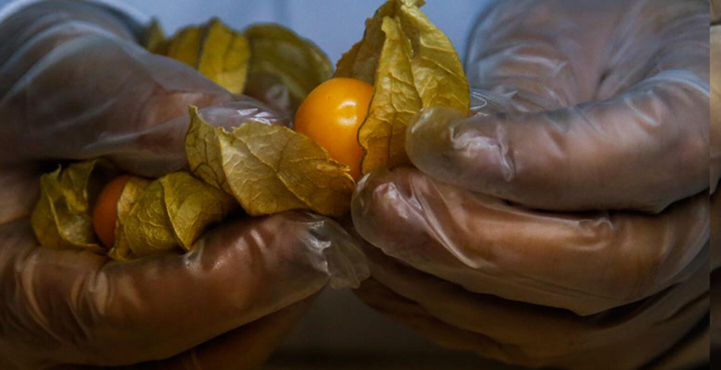 La fruta, que fue cultivada por dos productores en los municipios de Granada (Cundinamarca) y Santa Rosa del Viterbo (Boyacá), no tendrán que entrar en este tratamiento, que consiste en durar 14 días de cuarentena en un refrigerador al llegar a Estados