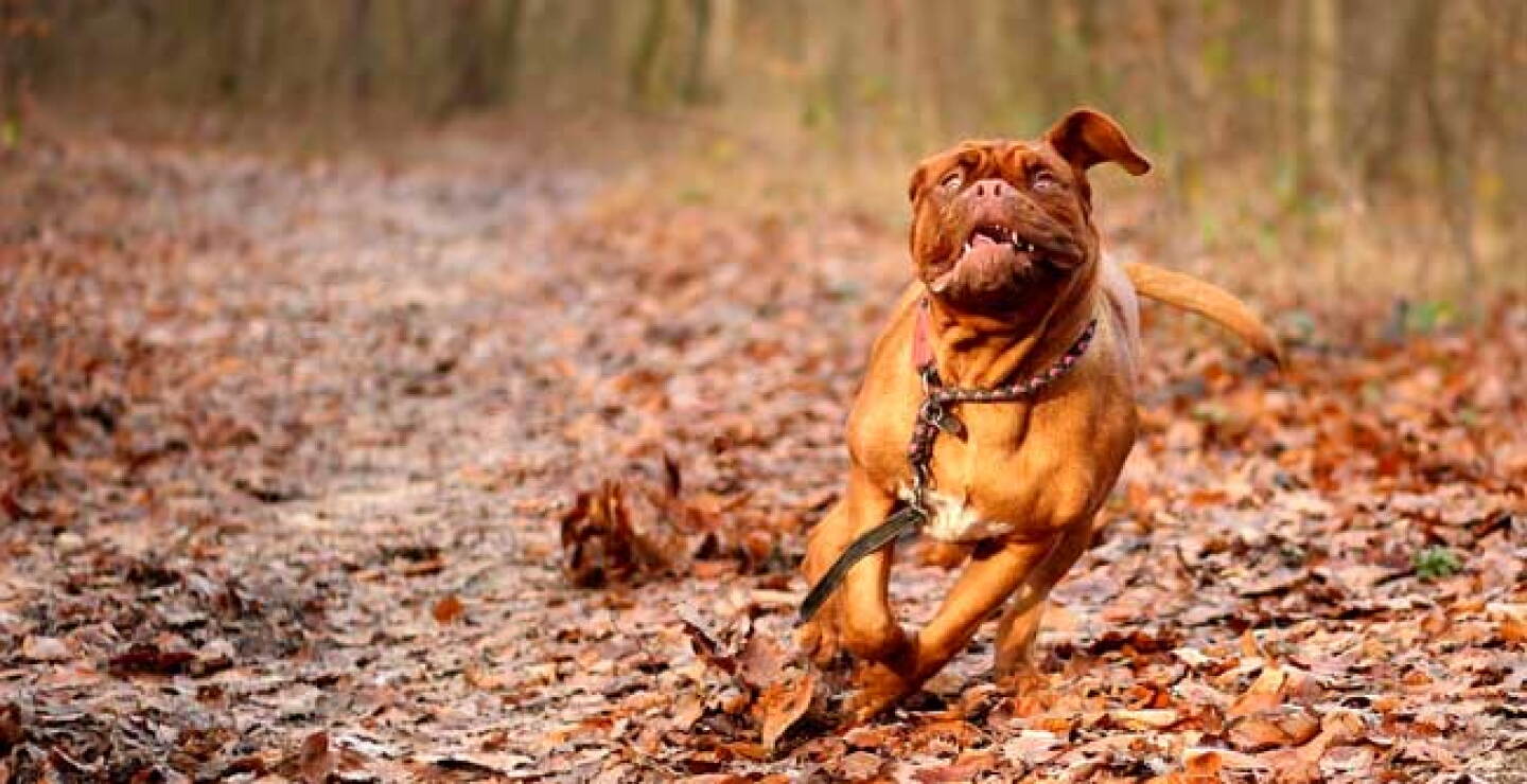 Pixabay/dogo burdeos