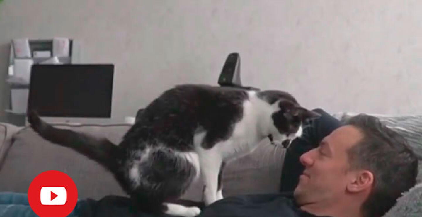gatitoe_0.jpg
