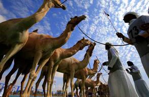 Camellos
