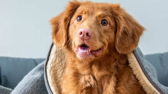 El tres productos del D1 infaltables para su mascota; uno de ellos es perfecto para la ropa El tres productos del D1 infaltables para su mascota; uno de ellos es perfecto para la ropa