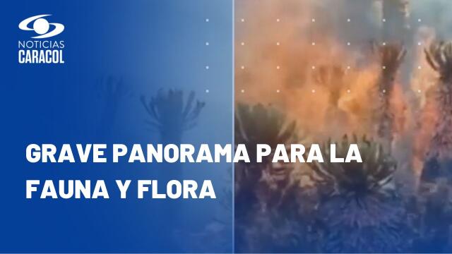 Incendios en Colombia: desgarradoras imágenes y cifras de animales afectados por las llamas Incendios en Colombia: desgarradoras imágenes y cifras de animales afectados por las llamas