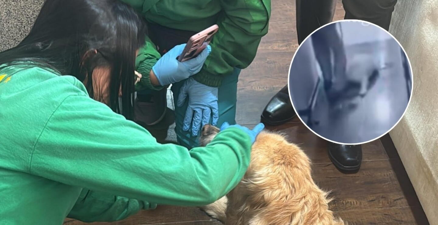 Maltrato a perrita en norte de Bogotá