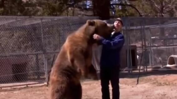 Ataque de oso.jpg Ataque de oso.jpg