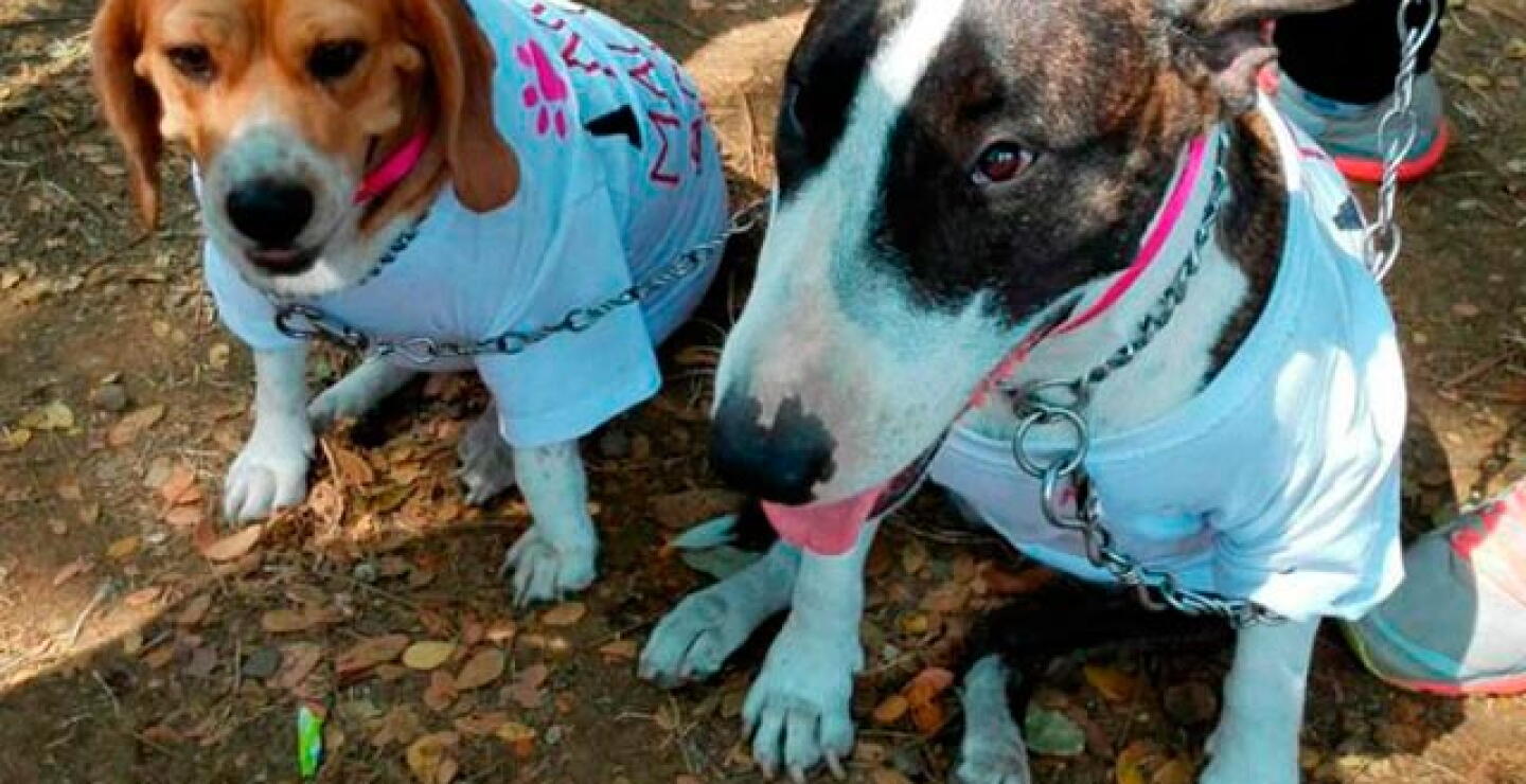 100915-mascotas-cali.jpg