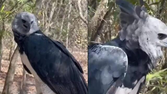 De esta manera, Colombia busca preservar al águila arpía, un ave en peligro de extinción
