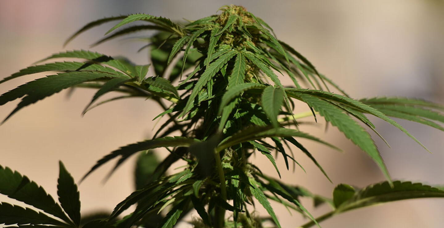 321757_BLU Radio, Marihuana / Foto: AFP