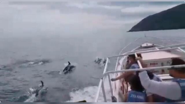 Grupo de delfines dio un espectáculo a turistas del parque Tayrona