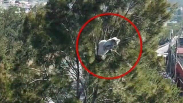Asombrosa hazaña para rescatar a un gato que duró un mes atrapado en un árbol Asombrosa hazaña para rescatar a un gato que duró un mes atrapado en un árbol