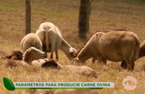400026_produccion_carne_ovina_d.png