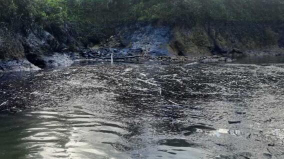 Derrame de crudo en Nariño: contaminación de cinco ríos golpea a 12 mil habitantes