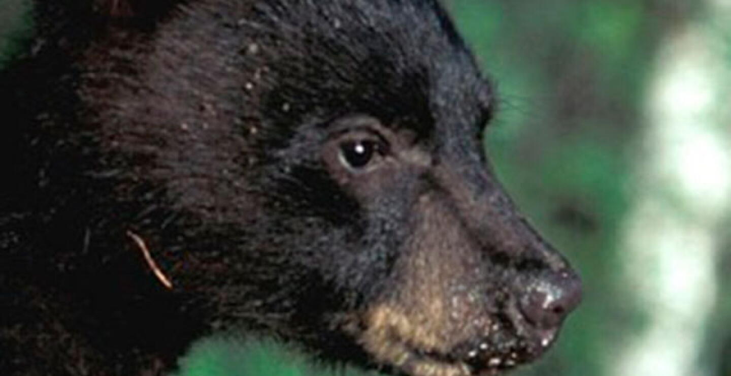 oso.jpg