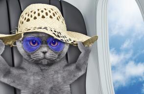 364278_gatoavion970.jpg