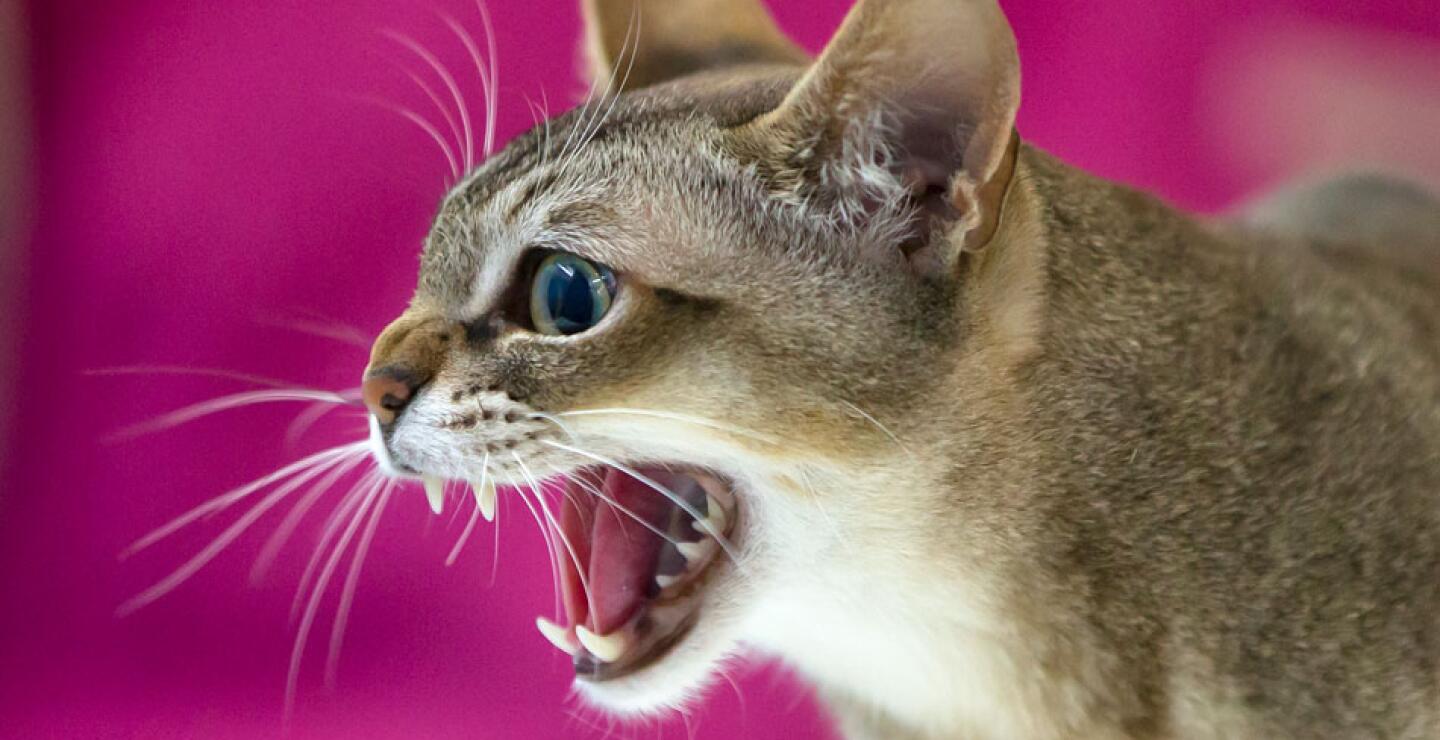 gato8_0.jpg