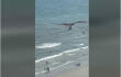 23601_Águila atrapa a un tiburón / Foto: captura video