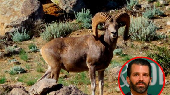 350487_BLU Radio. Hijo de Trump // Foto: Redes sociales