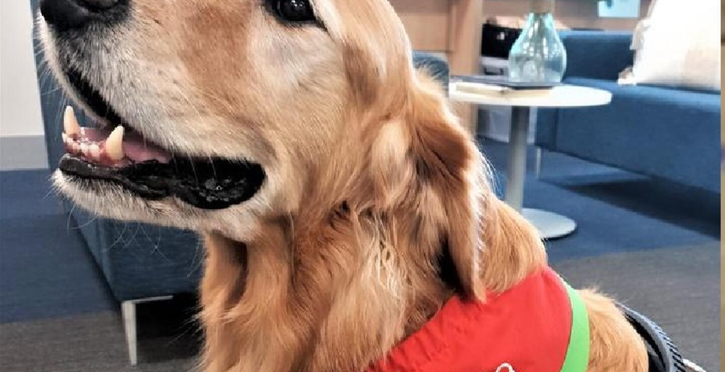 Norman, el perrito de terapia que fue diagnosticado con cáncer