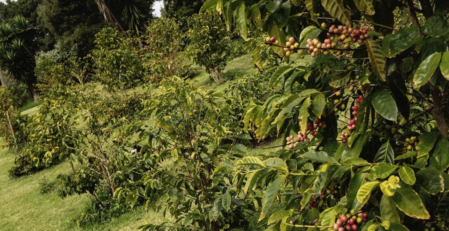 296993_Foto Cafetal -AFP