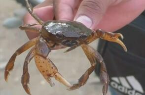 cangrejo_0.jpg