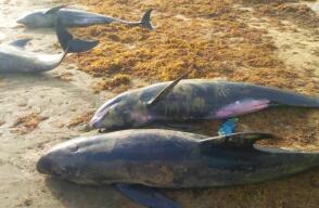 Encuentran 60 delfines muertos en Ghana