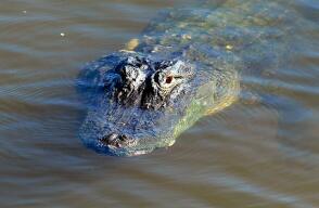 cocodrilo-2-afp.jpg