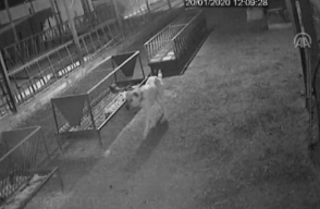 353969_BLU Radio. Perros atacan // Foto: Captura video / Anadolu