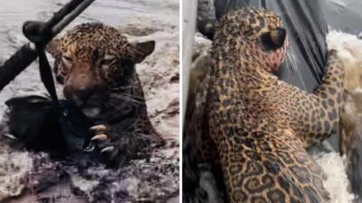 El jaguar del río Negro: así fue el rescate y recuperación del felino herido en el corazón del Amazonas