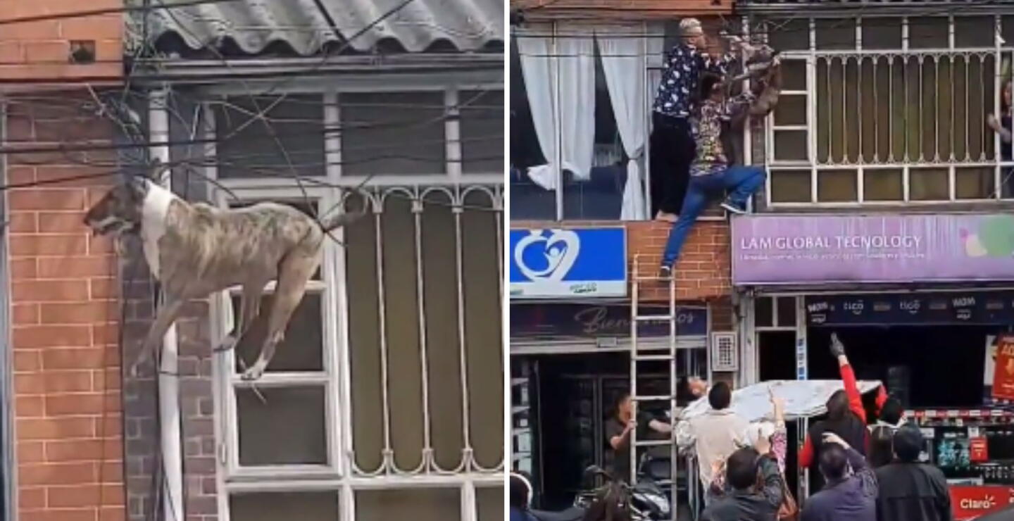 Por perseguir a una gato, un perro quedó atrapado en unos cables de la luz, en Bogotá